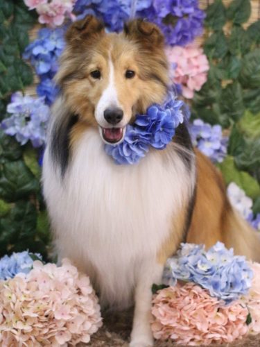 20250607ショーヘイくん 